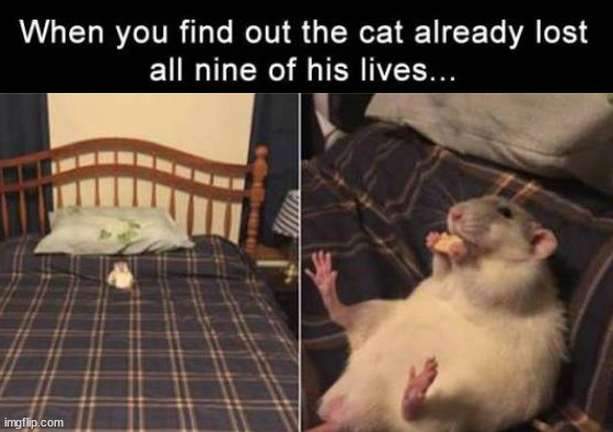 Tom and Jerry moment | image tagged in mouse,cats | made w/ Imgflip meme maker