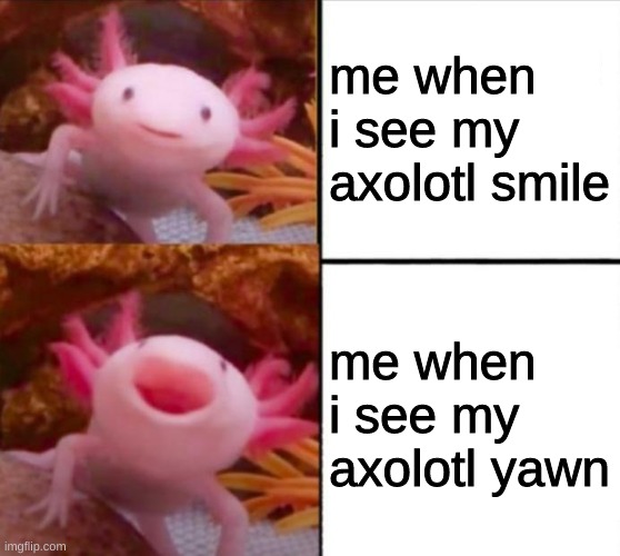 my axolotls name is Axel | me when i see my axolotl smile; me when i see my axolotl yawn | image tagged in axolotl,axolotl smile,axolotl yawn,smile,yawn,axolotl meme | made w/ Imgflip meme maker