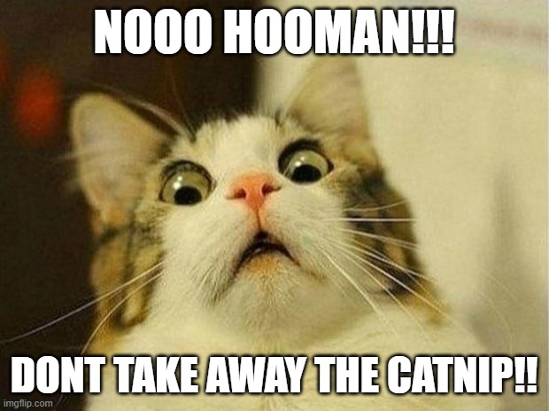 Scared Cat Meme | NOOO HOOMAN!!! DONT TAKE AWAY THE CATNIP!! | image tagged in memes,scared cat | made w/ Imgflip meme maker