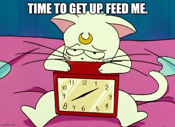 TIME TO GET UP. FEED ME. | image tagged in sailor moon | made w/ Imgflip meme maker