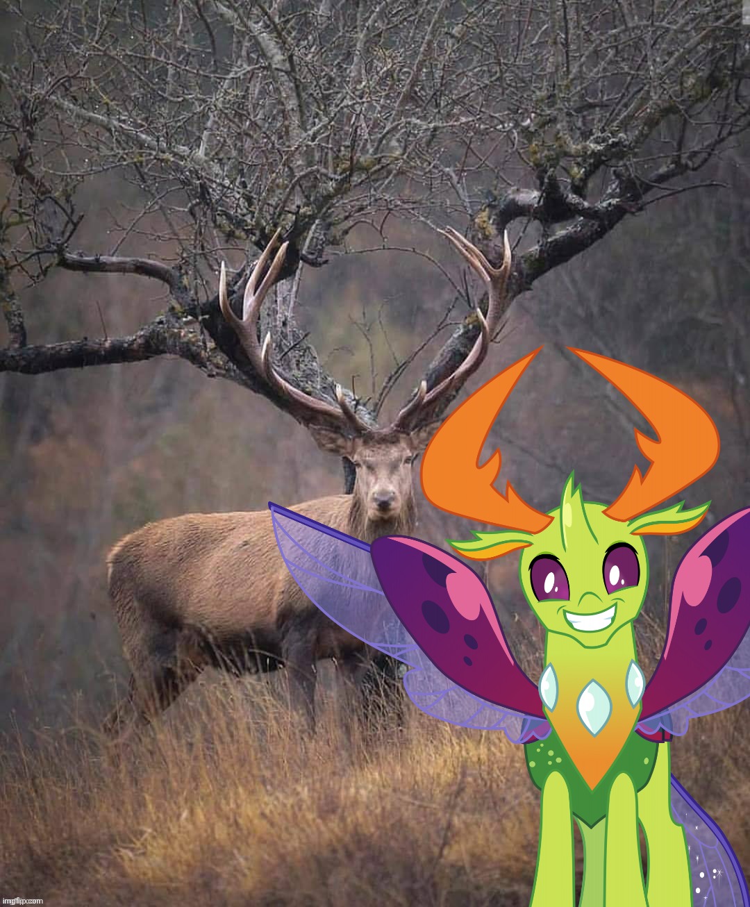 image tagged in thorax,my little pony,real life | made w/ Imgflip meme maker