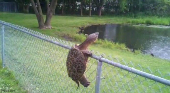 image tagged in turtle fence escape | made w/ Imgflip meme maker