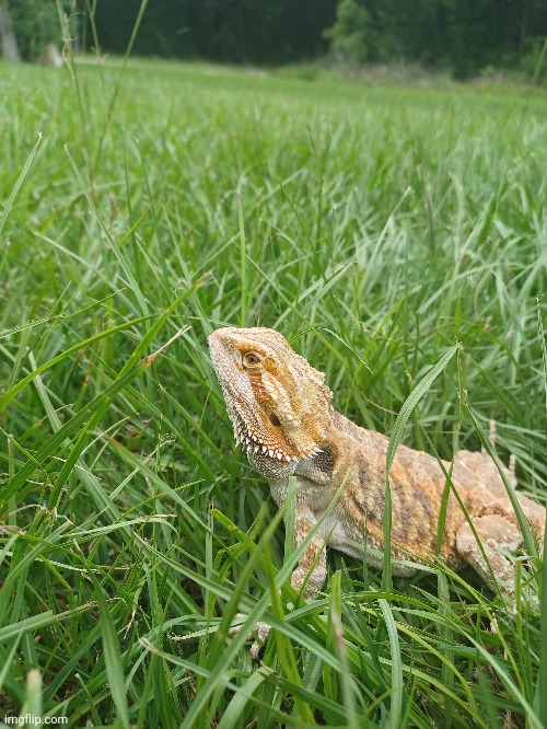 My beardie in the grass | image tagged in bearded dragon | made w/ Imgflip meme maker