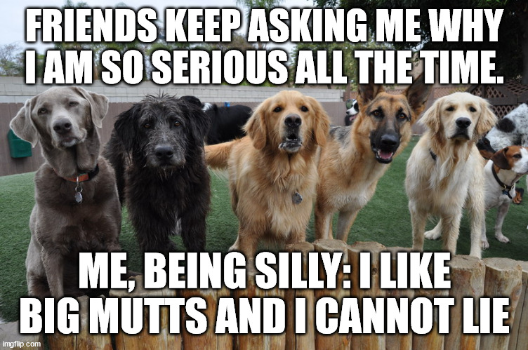 Count your blessings | FRIENDS KEEP ASKING ME WHY I AM SO SERIOUS ALL THE TIME. ME, BEING SILLY: I LIKE BIG MUTTS AND I CANNOT LIE | image tagged in dogs,seriousness,sillyness | made w/ Imgflip meme maker