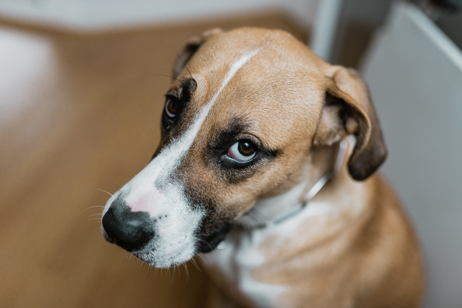 Unfunny Dog Blank Meme Template