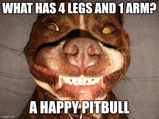happy pitbull noise | WHAT HAS 4 LEGS AND 1 ARM? A HAPPY PITBULL | image tagged in pitbullsmile,pitbull,dark humor,this ice cream tastes like your soul,stop reading the tags,british | made w/ Imgflip meme maker