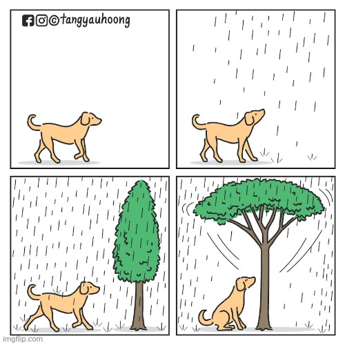 The tree as a safe haven from the rain | image tagged in tree,dog,rain,raining,comics,comics/cartoons | made w/ Imgflip meme maker