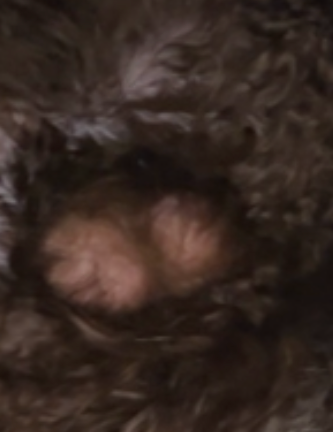 Funny dog Blank Meme Template