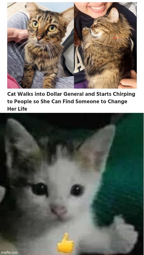 Dollar General | image tagged in cat thumbs up,cats,cat,dollar general,memes,meme | made w/ Imgflip meme maker