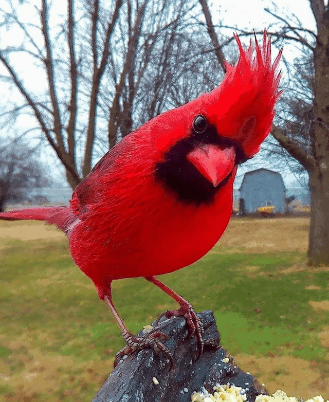 red cardinal bird Blank Meme Template