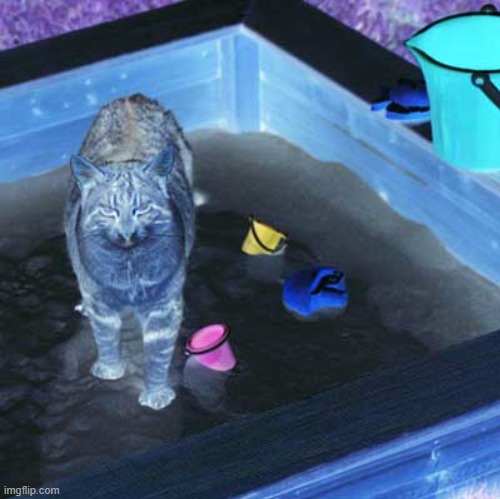 Cat Sandbox | image tagged in cat sandbox | made w/ Imgflip meme maker