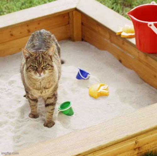 Cat Sandbox | image tagged in cat sandbox | made w/ Imgflip meme maker