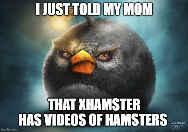 angry birds bomb | I JUST TOLD MY MOM; THAT XHAMSTER HAS VIDEOS OF HAMSTERS | image tagged in angry birds bomb | made w/ Imgflip meme maker