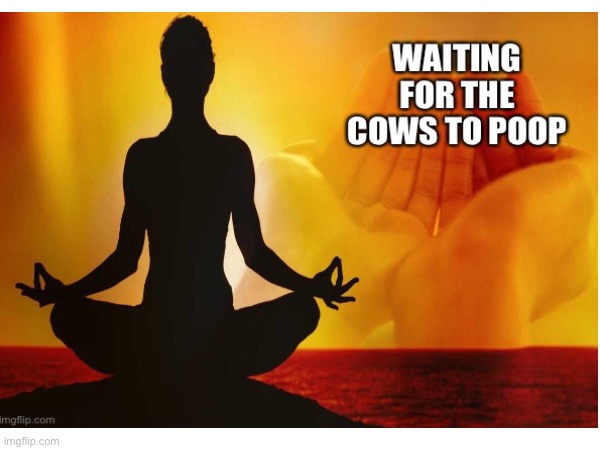 Waiting for the cows to poop | image tagged in cows,hinduism,poop | made w/ Imgflip meme maker