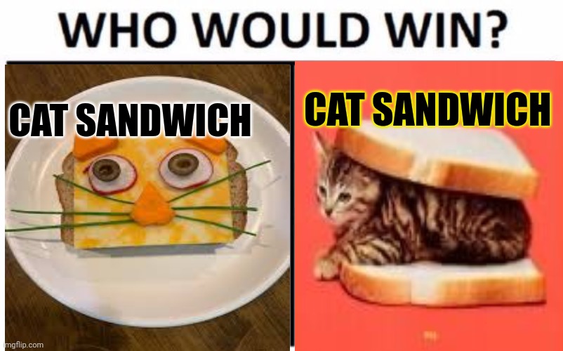 But why? Why would you do that? | CAT SANDWICH; CAT SANDWICH | image tagged in but why why would you do that,cat,sandwich | made w/ Imgflip meme maker