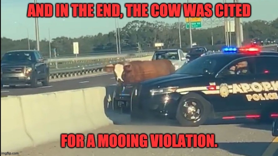 Cow | image tagged in bad pun | made w/ Imgflip meme maker