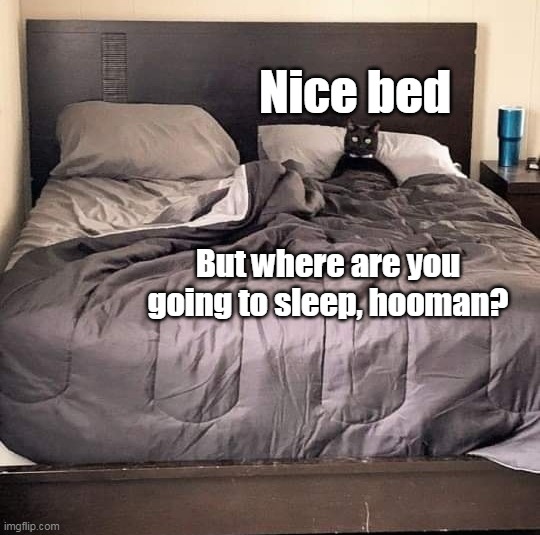 Nice bed; But where are you going to sleep, hooman? | image tagged in meme,memes,funny,cat,cats | made w/ Imgflip meme maker