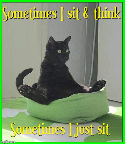The Wisdom of Zen Cat | image tagged in vince vance,cats,funny cat memes,zen cat,black cat,i love cats | made w/ Imgflip meme maker