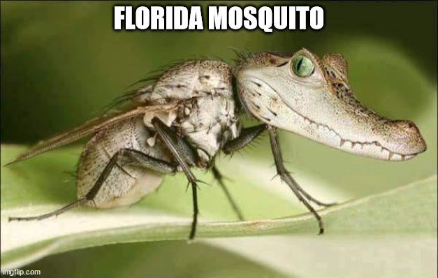 Florida mosquito | FLORIDA MOSQUITO | image tagged in durl earl | made w/ Imgflip meme maker