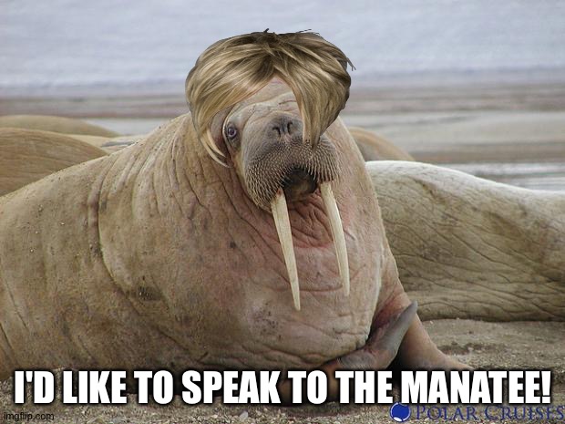 Walrus | I'D LIKE TO SPEAK TO THE MANATEE! | image tagged in walrus | made w/ Imgflip meme maker
