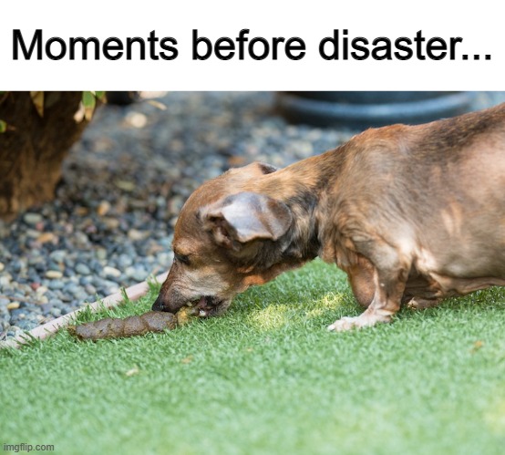 NO DOGGO O_O | Moments before disaster... | image tagged in music fans | made w/ Imgflip meme maker