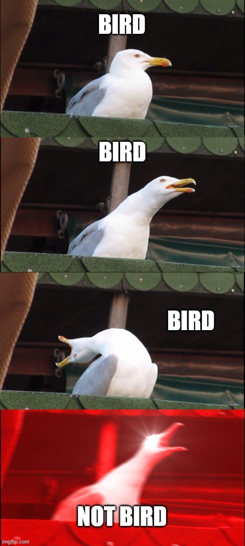 Bird | BIRD; BIRD; BIRD; NOT BIRD | image tagged in memes,inhaling seagull | made w/ Imgflip meme maker