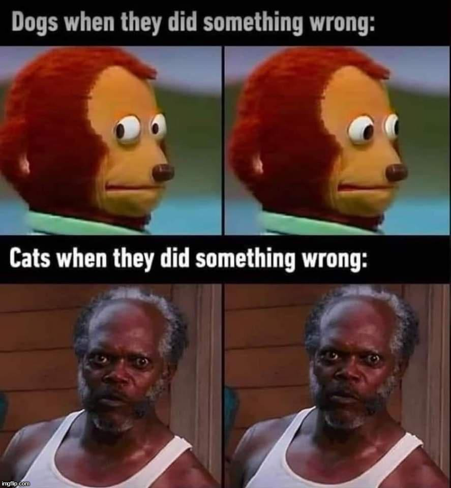 image tagged in cats and dogs | made w/ Imgflip meme maker