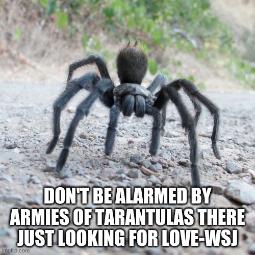 SPIDER | DON'T BE ALARMED BY ARMIES OF TARANTULAS THERE JUST LOOKING FOR LOVE-WSJ | image tagged in spider | made w/ Imgflip meme maker
