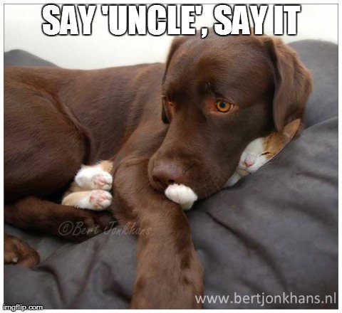 SAY 'UNCLE', SAY IT | image tagged in funny,cats,dogs,cute | made w/ Imgflip meme maker