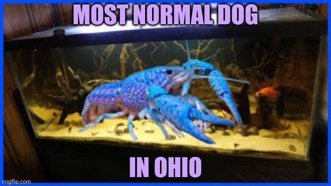 Only in Ohio | MOST NORMAL DOG IN OHIO | image tagged in only in ohio,am i right,doge | made w/ Imgflip meme maker