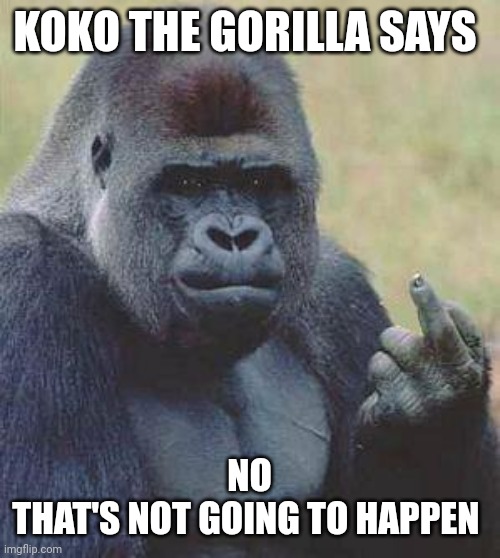 Monkey middle finger | KOKO THE GORILLA SAYS NO
THAT'S NOT GOING TO HAPPEN | image tagged in monkey middle finger | made w/ Imgflip meme maker