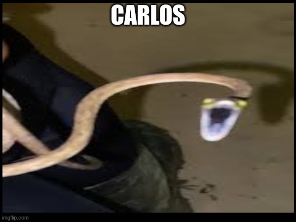 carlos | CARLOS | image tagged in snake,shitpost | made w/ Imgflip meme maker