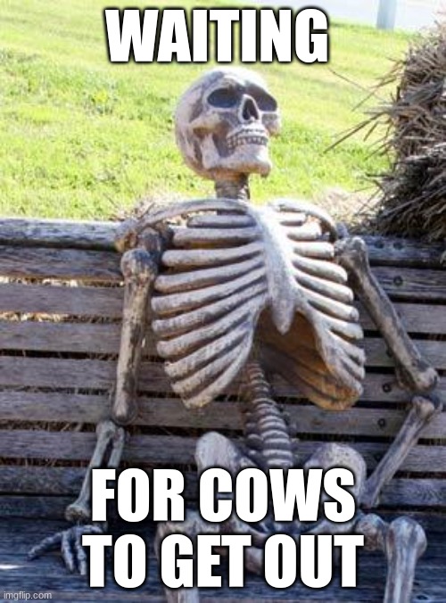 me | WAITING; FOR COWS TO GET OUT | image tagged in memes,waiting skeleton | made w/ Imgflip meme maker