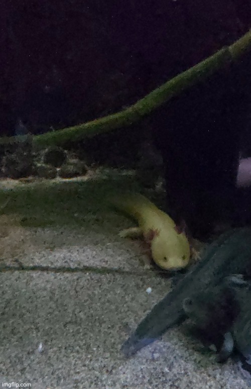An axolotl in an aquarium in Gdynia | image tagged in axolotl | made w/ Imgflip meme maker