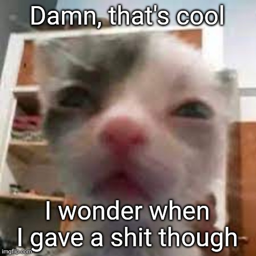 Cat lightskin stare | Damn, that's cool I wonder when I gave a shit though | image tagged in cat lightskin stare | made w/ Imgflip meme maker