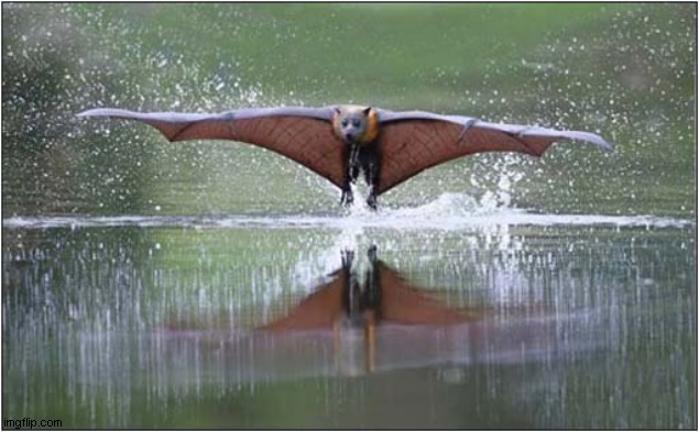 Bat Fishing | image tagged in bats,fishing | made w/ Imgflip meme maker