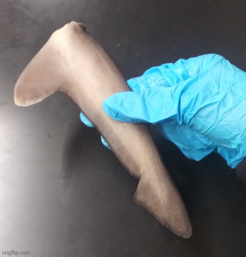 Tail of a shark we dissected at school | image tagged in shark,school,photo | made w/ Imgflip meme maker