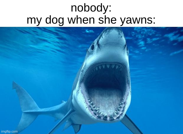 :l | nobody:
my dog when she yawns: | image tagged in shark open mouth,bruh,dogs | made w/ Imgflip meme maker