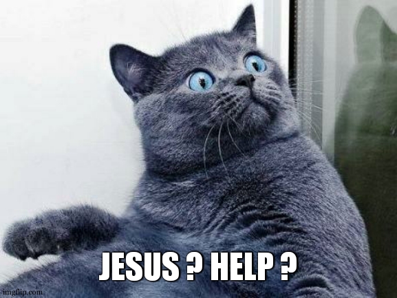 Surprised cat | JESUS ? HELP ? | image tagged in surprised cat | made w/ Imgflip meme maker