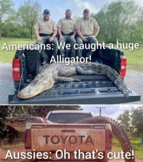 Crocodile vs alligator | image tagged in alligator,crocodile,aussie,american | made w/ Imgflip meme maker