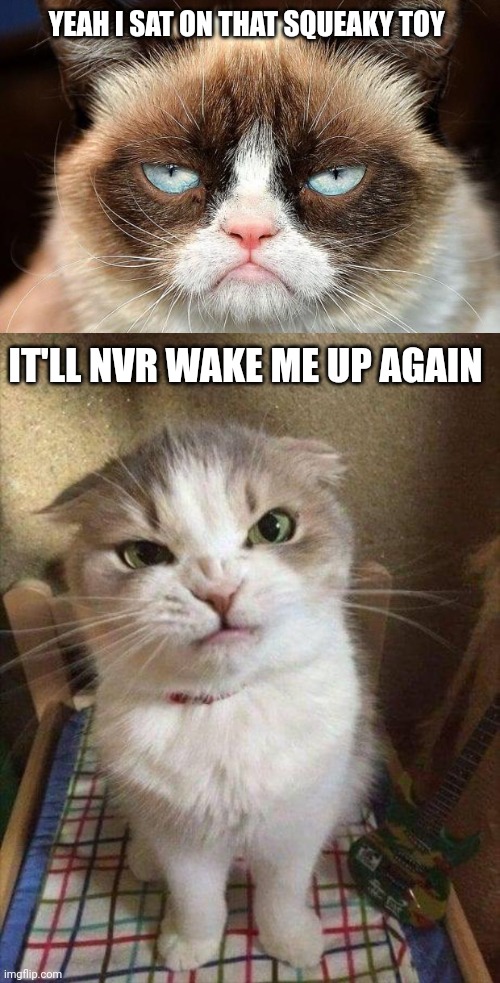 YEAH I SAT ON THAT SQUEAKY TOY; IT'LL NVR WAKE ME UP AGAIN | image tagged in memes,grumpy cat not amused,angry cat | made w/ Imgflip meme maker