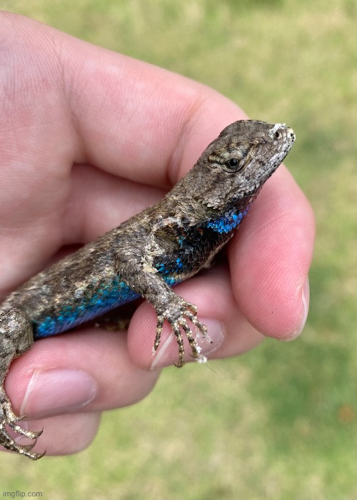 A female eastern fence post lizard | image tagged in nature,lizard,blue | made w/ Imgflip meme maker