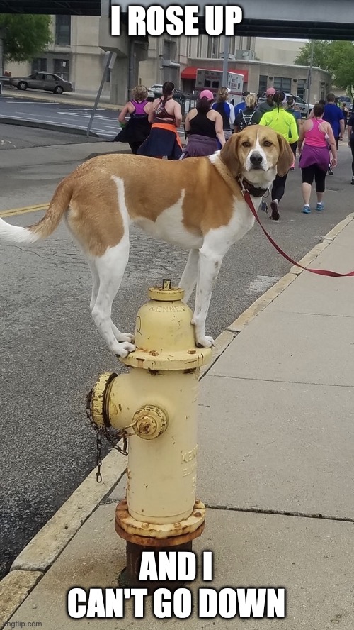 Dog on fire hydrant | I ROSE UP AND I CAN'T GO DOWN | image tagged in dog on fire hydrant | made w/ Imgflip meme maker