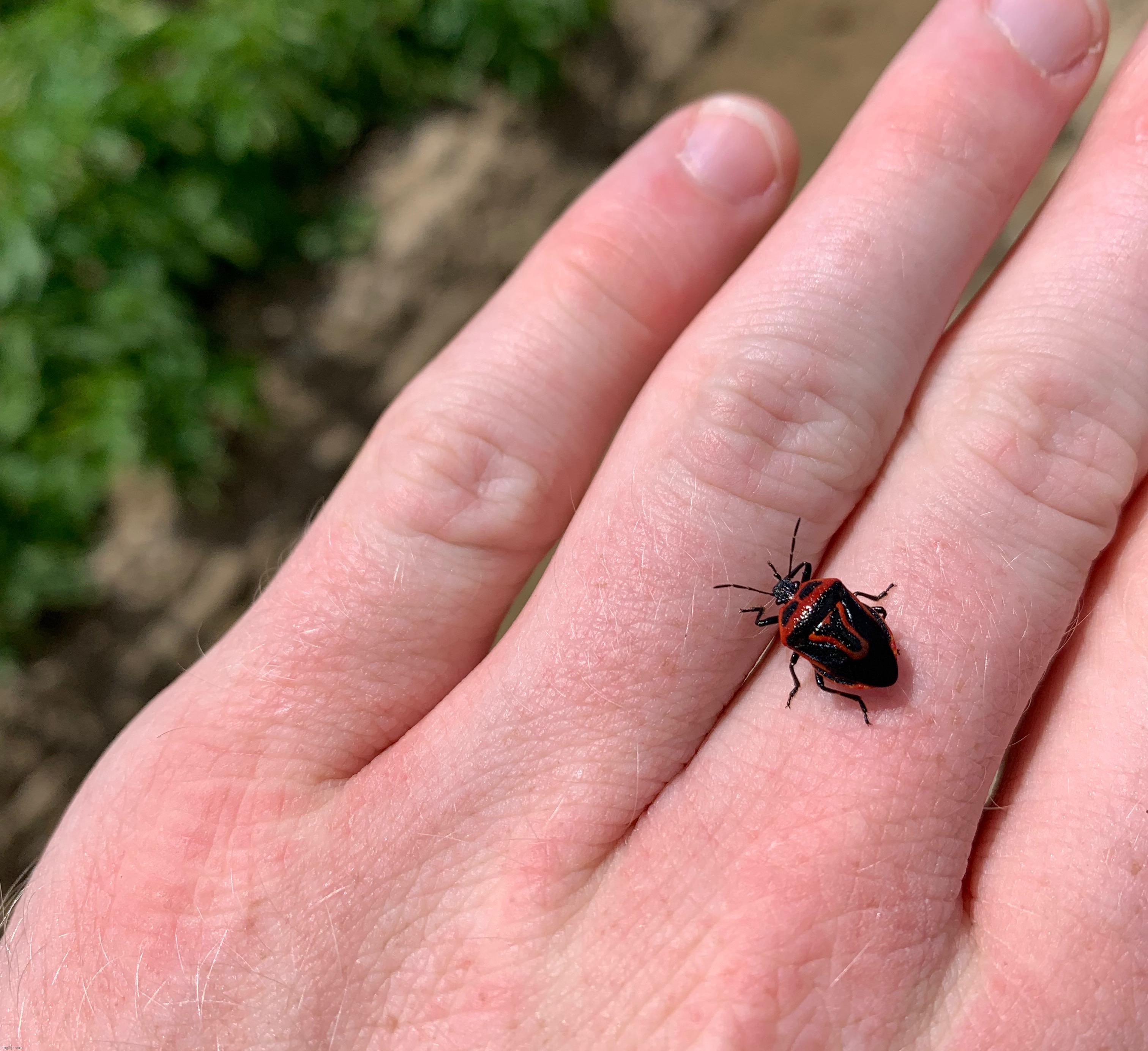 Predatory stink bug | made w/ Imgflip meme maker