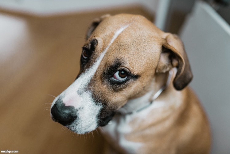this is kinda what my dog looks like | made w/ Imgflip meme maker