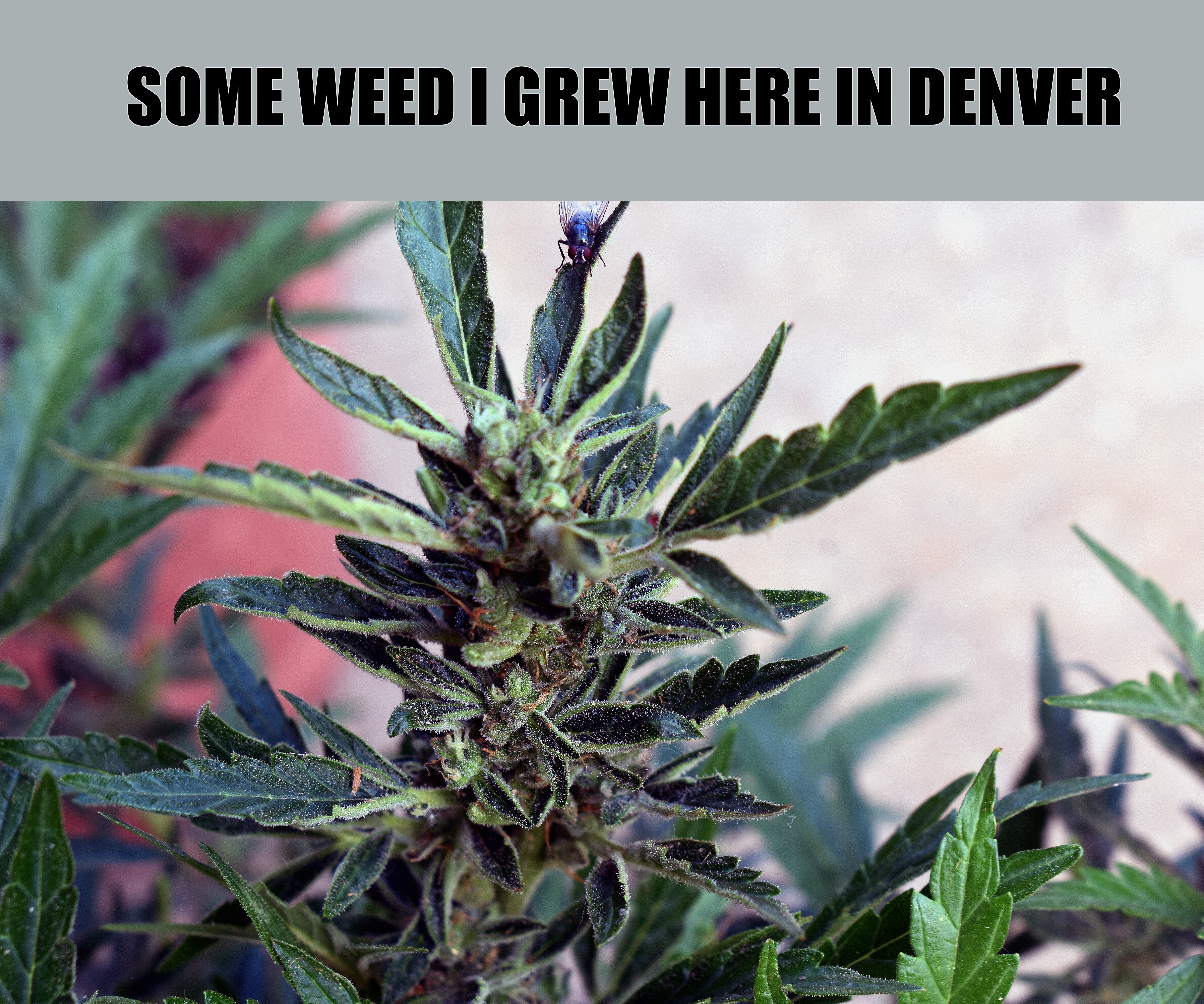 SOME WEED I GREW HERE IN DENVER | made w/ Imgflip meme maker