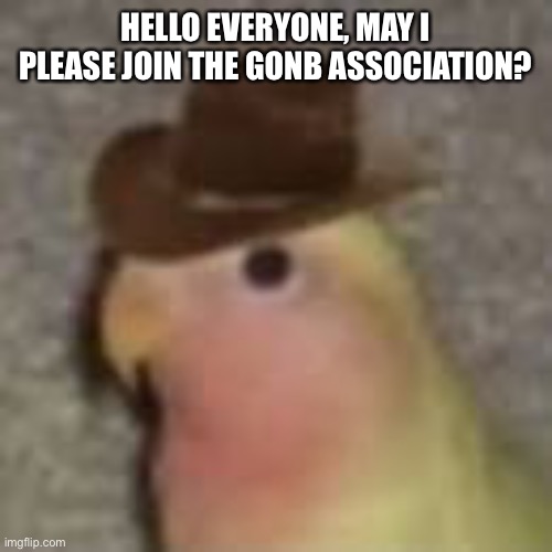 Gonb | HELLO EVERYONE, MAY I PLEASE JOIN THE GONB ASSOCIATION? | image tagged in gonb | made w/ Imgflip meme maker
