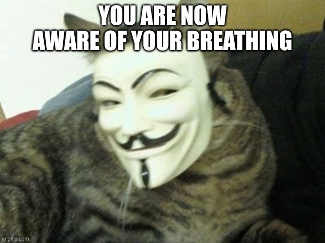 The Anonymous Cat | YOU ARE NOW AWARE OF YOUR BREATHING | image tagged in the anonymous cat | made w/ Imgflip meme maker