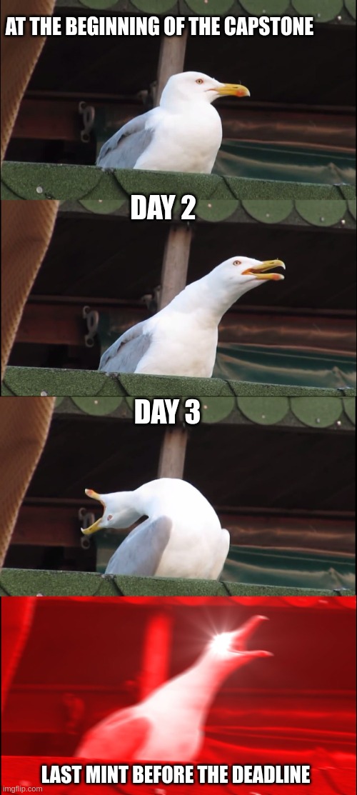 Capstone | AT THE BEGINNING OF THE CAPSTONE; DAY 2; DAY 3; LAST MINT BEFORE THE DEADLINE | image tagged in memes,inhaling seagull | made w/ Imgflip meme maker