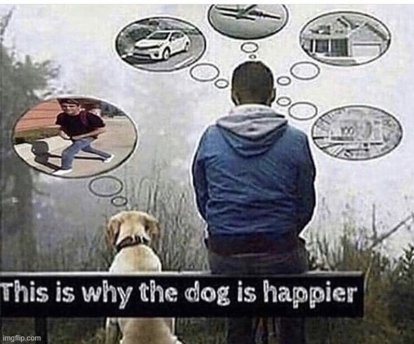 image tagged in dogs | made w/ Imgflip meme maker